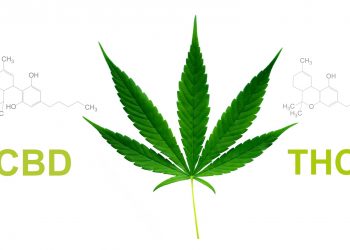 CBD verringert Effekte von THC nicht