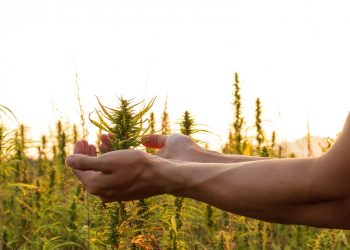 USA: Cannabis auf Platz 6 der wichtigsten Kulturpflanzen
