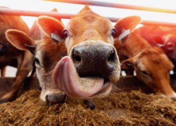 Futterhanf – Cannabisblüten sorgen für THC-haltige Milch