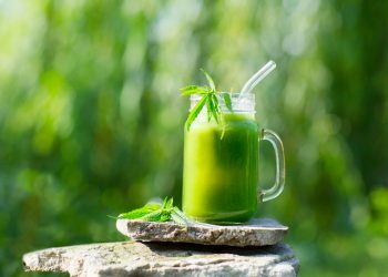 Hanfsaft von Green Snake