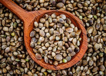 Hanfsamen als Alternative bei Nussallergie