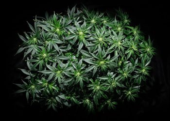 Sofortige Entkriminalisierung der Cannabisnutzer von LEAP gefordert