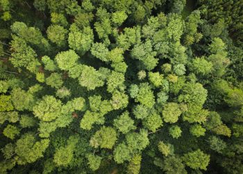„Klimakiller“ Cannabislegalisierung?