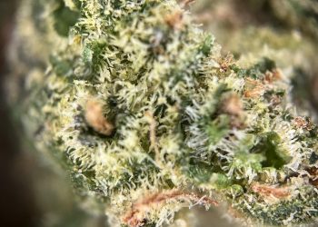 Medizinalcannabis Strain Review – AVAAY 18/1 BBH Blueberry Haze