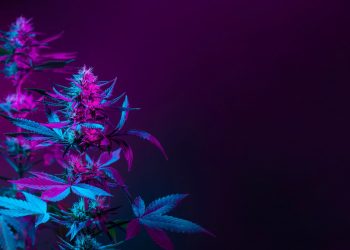 Arteriosklerose und Cannabis