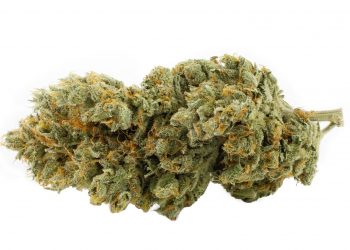 Four 20 Pharma erweitert Produktlinie „420 EVOLUTION“ mit „Star Struck“ 