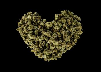 Umfrage zur geplanten Cannabisfreigabe