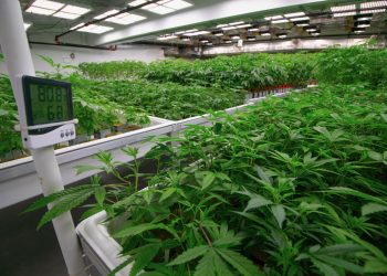 Bedrocan expandiert nach Dänemark