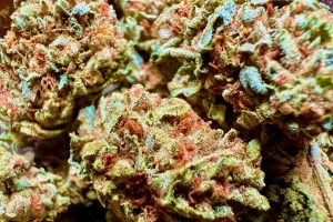 Tıbbi Cannabis Strain İncelemesi – Cannamedical Indica Forte MA / Tire Fire