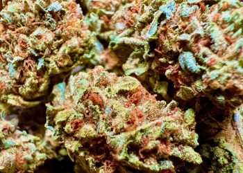 Medizinalcannabis Strain Review – Cannamedical Indica Forte MA / Tire Fire