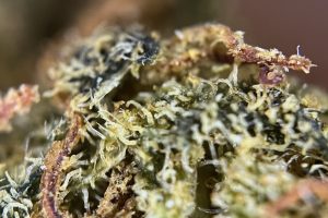 Cannamedical Indica Ultra El Jefe - Tıbbi Cannabis Çeşidi İncelemesi