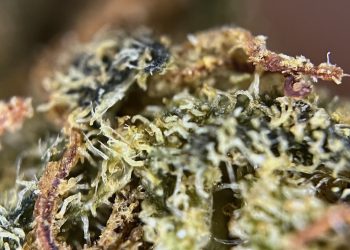 Medizinalcannabis Strain Review – Cannamedical Indica Ultra / El Jefe