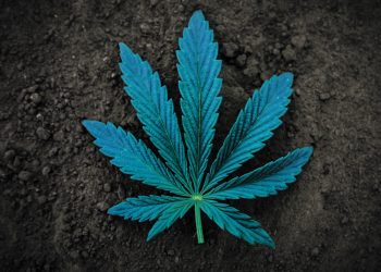 Grüne fordern zeitnah Gesetzentwurf für Legalisierung