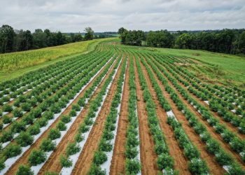 Interessenvertretung für Anbau von Cannabis gegründet