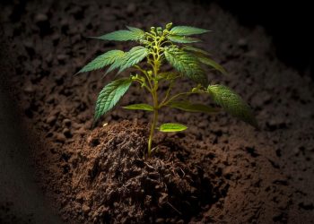 Legalisierung – Lernt Deutschland aus den Fehlern Luxemburgs?