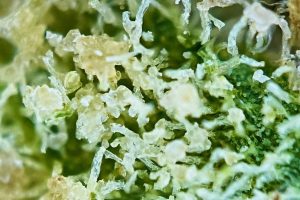 Tıbbi Cannabis Strain İncelemesi – AVAAY 23/1 Royal Gorilla