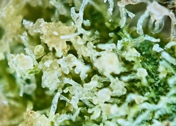 Medizinalcannabis Strain Review – AVAAY 23/1 Royal Gorilla