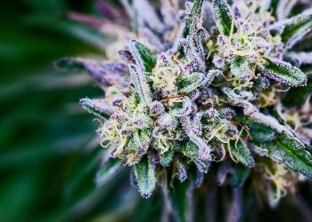 Medizinalcannabis vielversprechend bei PTBS