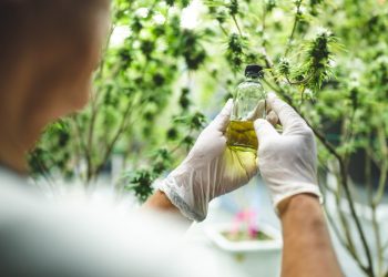 UK – Streng limitierter Zugang zur Cannabistherapie