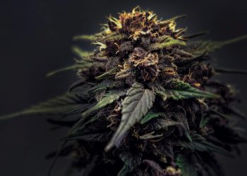 Biochemische Funktionsweise der Cannabinoid-Toleranz