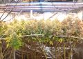 Growreport: Amsterdam Amnesia von Dutch Passion Seed Company & Hella Jelly von Humboldt Seeds