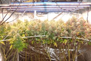 Yetiştirme Raporu: Dutch Passion'ın Amsterdam Amnesia'sı ve Humboldt Seeds'in Hella Jelly'si