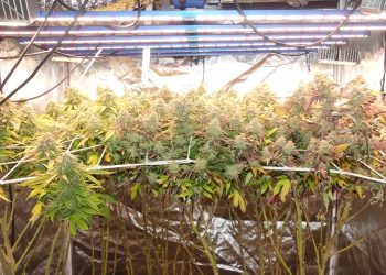 Growreport: Amsterdam Amnesia von Dutch Passion Seed Company & Hella Jelly von Humboldt Seeds