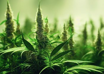 Cannabismedikamente – Steinzeitmedizin und Fertigarzneimittel