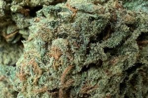 Tıbbi Cannabis Strain İncelemesi – Cannamedical Indica Classic/Crazy Rntz