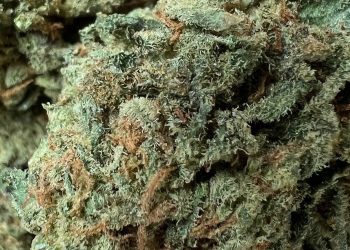 Medizinalcannabis Strain Review – Cannamedical Indica Classic/Crazy Rntz