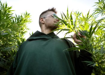 Cannamedical Pharma sucht Cannabis-Sommelier 