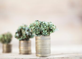 Drei wichtige Tipps für den erfolgreichen Einstieg ins Cannabusiness