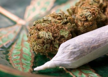 Experten halten derzeitigen Umgang mit Cannabis für inakzeptabel