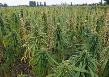 Höherer THC-Grenzwert für Nutzhanf in Deutschland