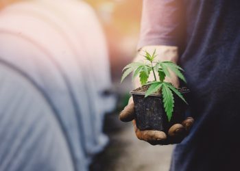 Italien – Sieg der Hanfverbände gegen Ministerverordnung