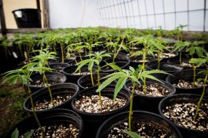 Hollanda Cannabis Model Projesinin Başlangıcını Erteledi