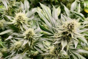 Cannabis gegen Corona - was sagt die moderne Wissenschaft?