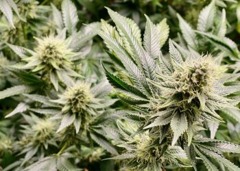 Cannabis gegen Corona – was sagt die moderne Wissenschaft?