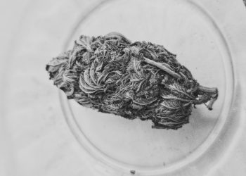 Cannabispatient & Stigma