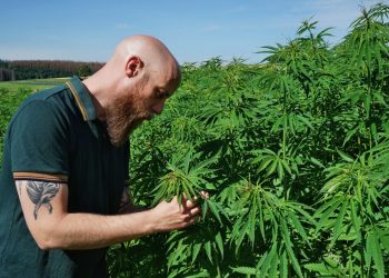 Ein Hanfzwerg mit großen Ambitionen