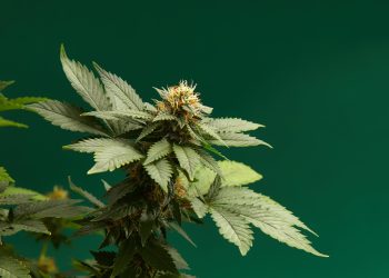 Falls die Legalisierung scheitert – Drei alternative Szenarien