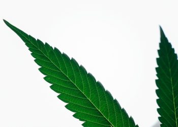 Fibromyalgie & Medizinisches Cannabis