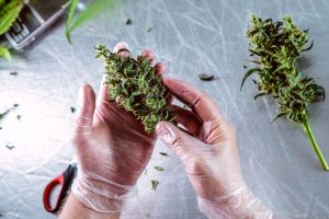 Grundlegende chemische Informationen zu synthetischen Cannabinoiden