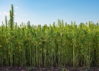 Hanfanbau – wie wirkt sich eine Legalisierung auf die Nutzhanfindustrie aus?