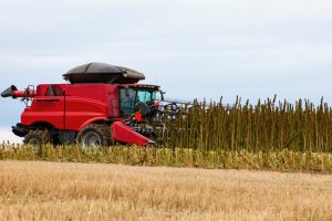 Raccolta simultanea di fibre e semi di canapa - La conversione della mietitrebbia lo rende possibile