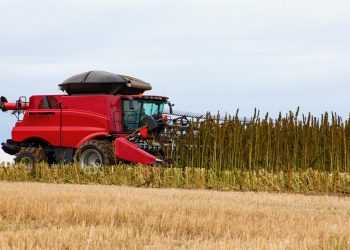 Fasern und Hanfsamen zeitgleich ernten – Mähdrescher-Umbau machts möglich