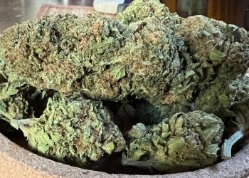Medizinalcannabis Strain Review – AVAAY 28/1 KH / Karel‘s Haze