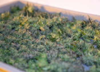 Vom Gehirn bis zum Fettgewebe