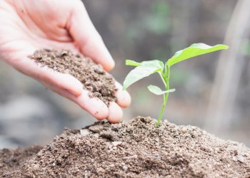 Wie Hanf als Nahrungsmittel helfen kann, den Klimawandel zu bekämpfen