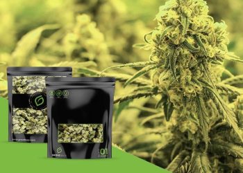 Für Dein Weed das beste Gewand – Grove Bags